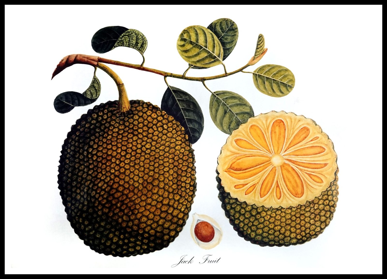 ALP E13014 Jackfruit (Antique Prints)